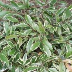 Cleyera fortunei 'Variegata'