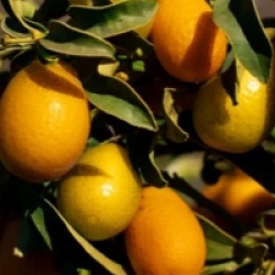 Fortunella margarita