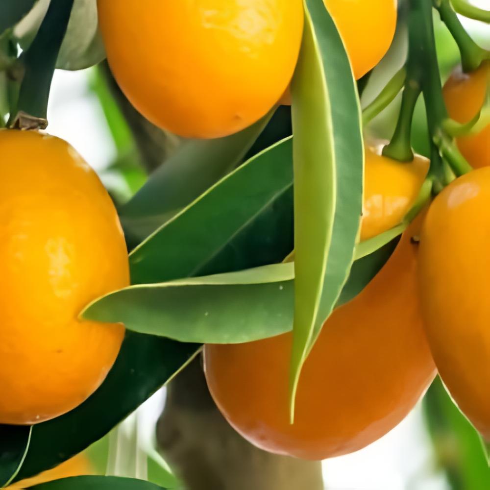 Citrus x floridana - Limequat long