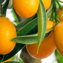 Citrus x floridana - Limequat long