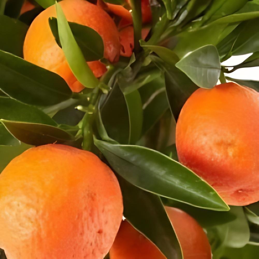 Fortunella margarita x Citrus clementina - Kumquatine, Kucle