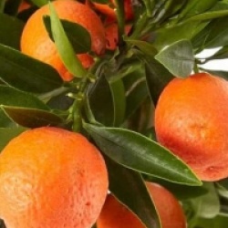 Fortunella margarita x Citrus clementina - Kumquatine, Kucle