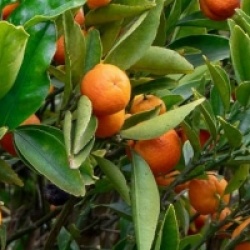 Fortunella margarita x Citrus clementina