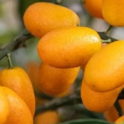 Fortunella margarita maxima