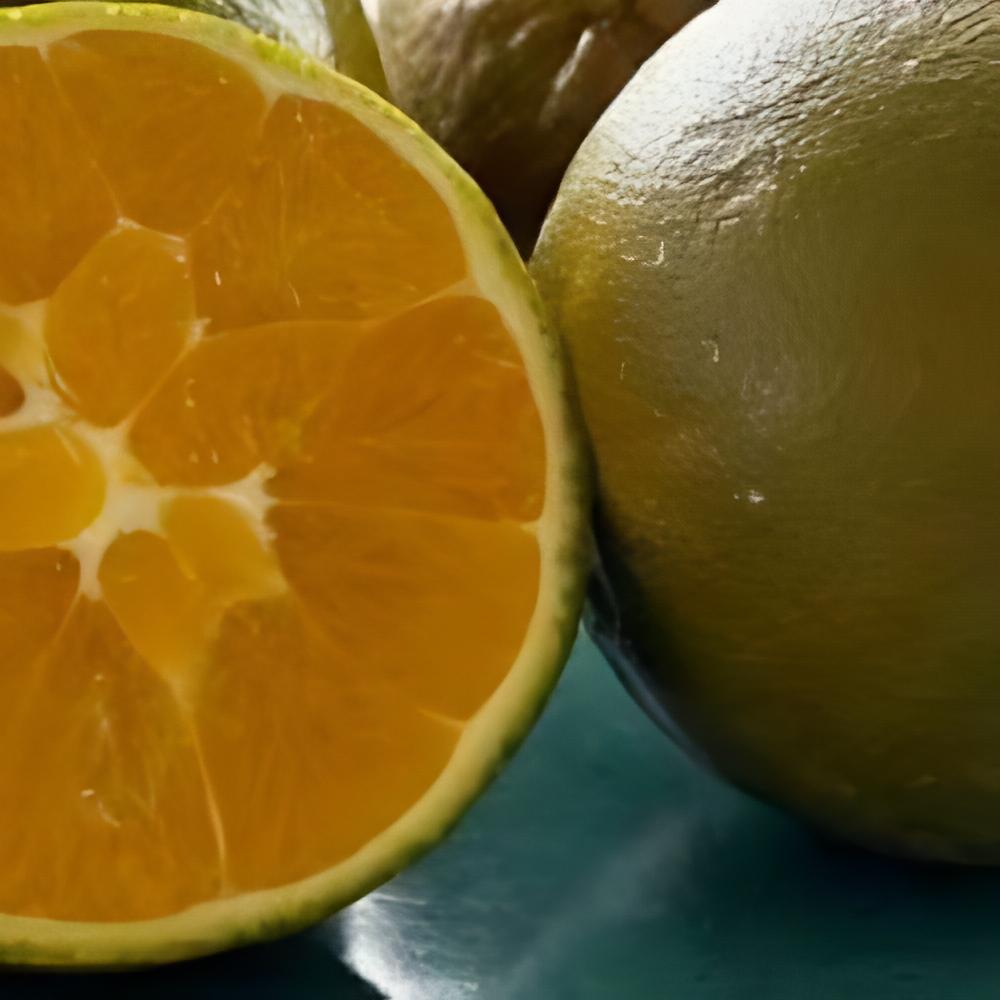 Citrus x sinensis navel 'Chocolate' - Oranger navel Chocolat