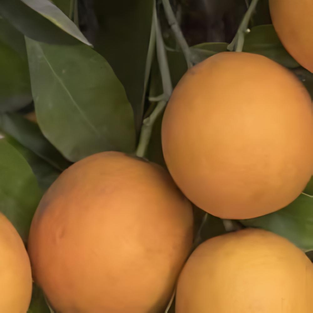 Citrus x sinensis 'Salustiana' - Oranger Salustiana