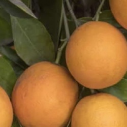 Citrus x sinensis 'Salustiana' - Oranger Salustiana