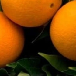 Citrus x sinensis 'Sucrena' - Oranger Sucrena