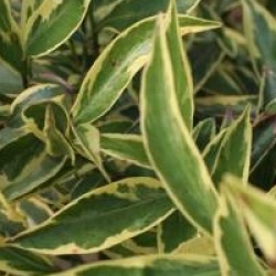 Cleyera fortunei 'Variegata' - Cleyera du Japon panach�