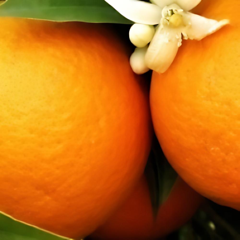 Citrus x sinensis 'Washington Navel' - Oranger Washington Navel