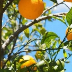 Citrus x sinensis 'Lanelate' - Oranger Lanelate