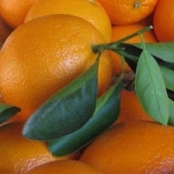 Citrus x sinensis 'Navelina'