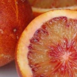 Citrus x sinensis 'Sanguinelli'