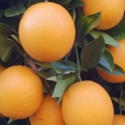 Citrus x sinensis 'Valencia Midknigh' - Oranger Valencia Midknigh