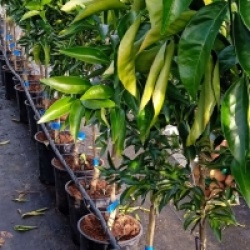 Citrus x sinensis 'Valencia Midknigh'