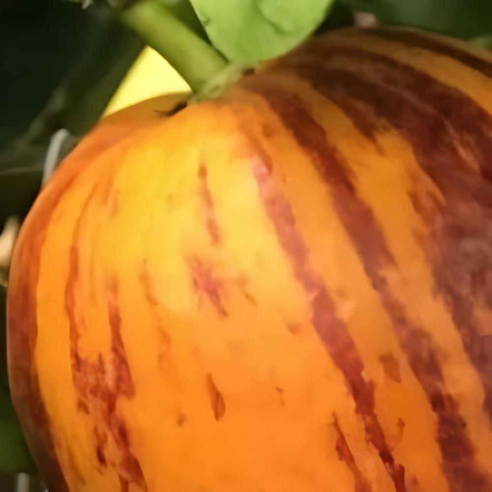 Citrus x sinensis 'Arcobal' - Oranger Arcobal