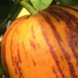 Citrus x sinensis 'Arcobal'