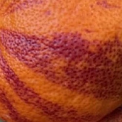 Citrus x sinensis 'Arcobal'