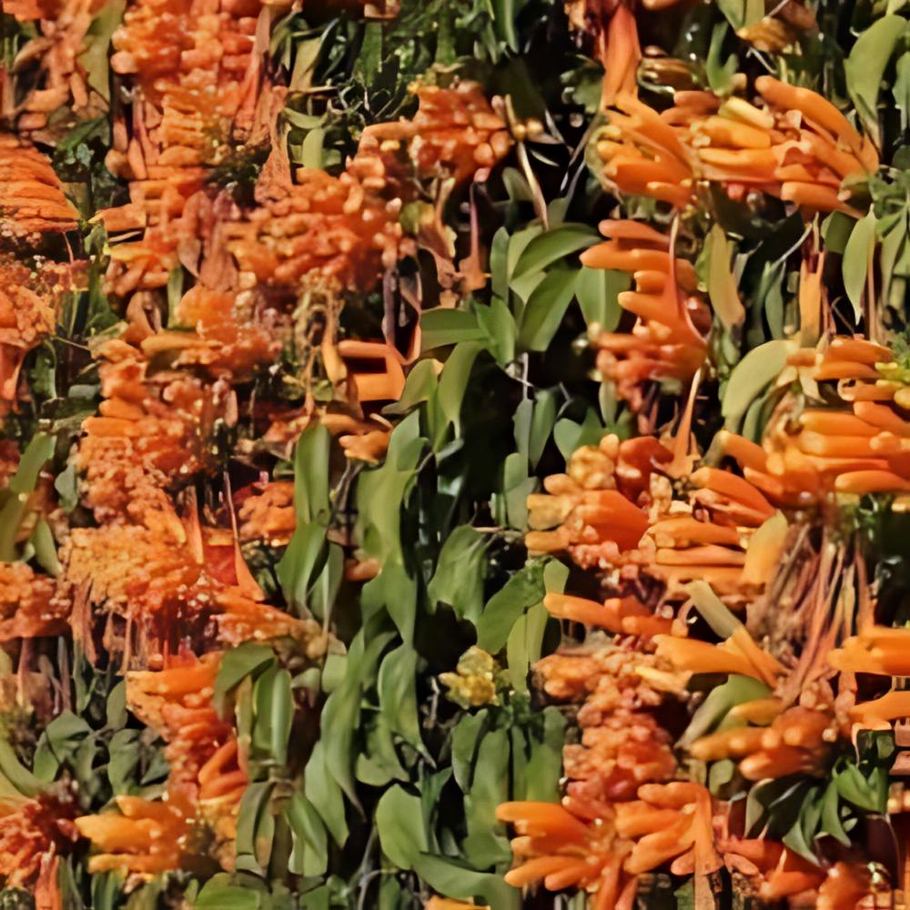 Pyrostegia venusta - Liane aurore