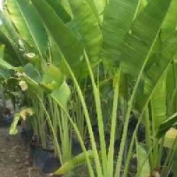 Ravenala madagascariensis