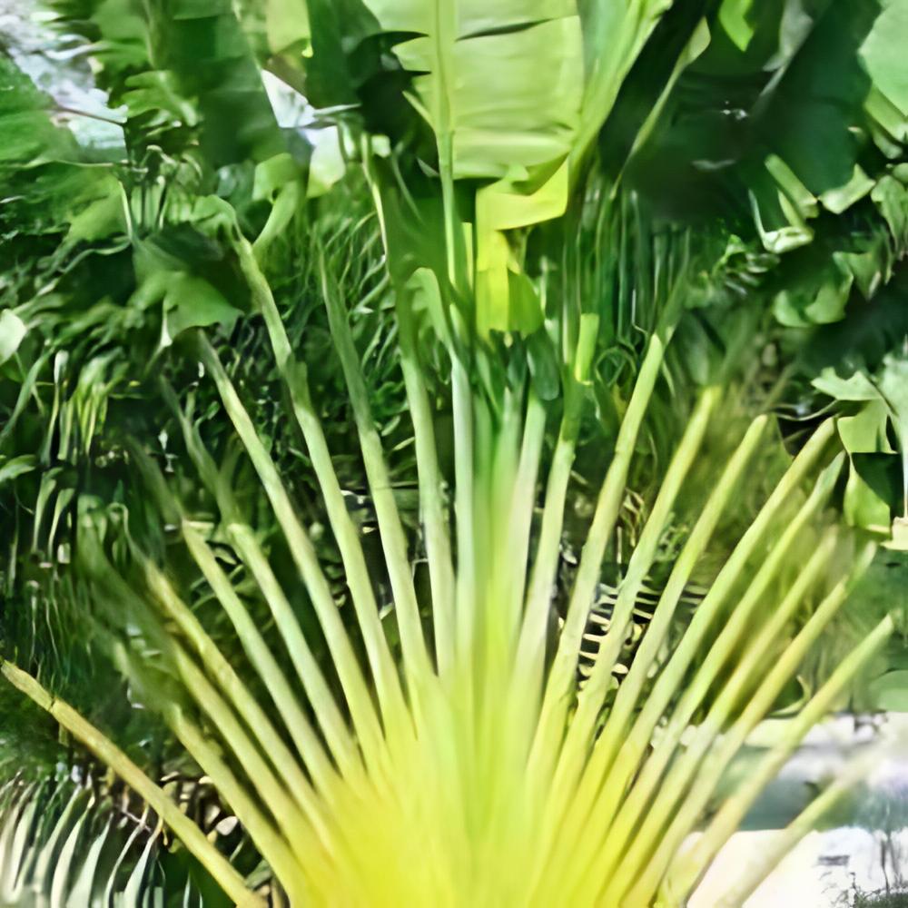 Ravenala madagascariensis - Arbre du voyageur