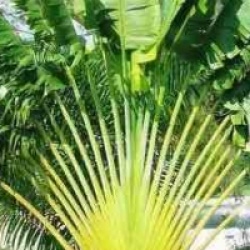 Ravenala madagascariensis