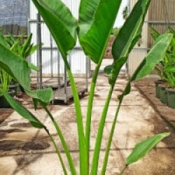 Ravenala madagascariensis