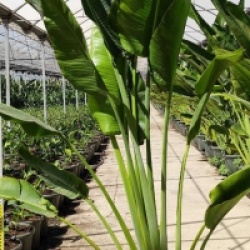 Ravenala madagascariensis