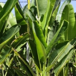 Ravenala madagascariensis