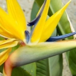 Oiseau du paradis jaune et bleu