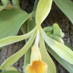 Vanilla Pompona - Vanillier Pompona