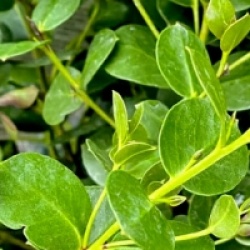 Eucalyptus subcrenulata - Gommier jaune de Tasmanie 