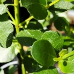 Eucalyptus subcrenulata