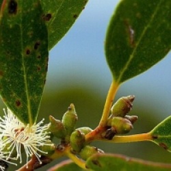Eucalyptus subcrenulata