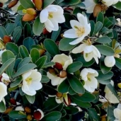 Michelia yunnanensis - Michelia du Yunnan