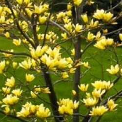 Magnolia acuminata 'Koban Dori'