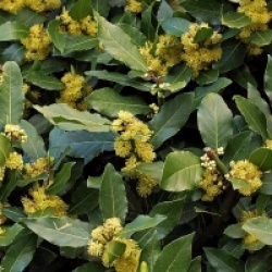 Laurus nobilis