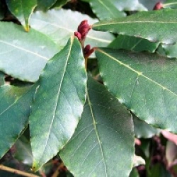 Laurus nobilis