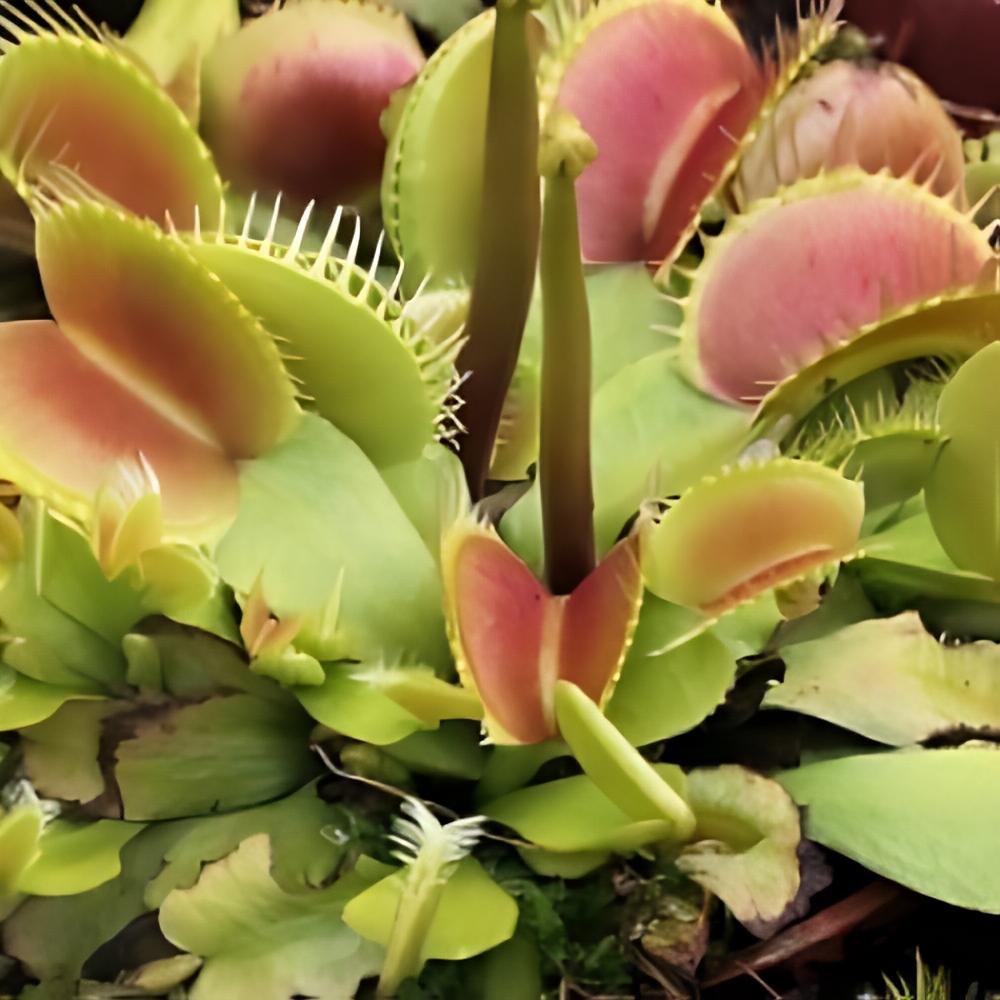 Dionaea muscipula - Dion�e, Attrape-mouches de V�nus