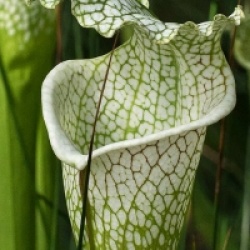 Sarracenia leucophylla - Sarrac�nie blanche