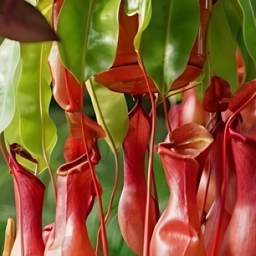 Nepenthes alata - Nepenthes alata