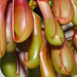 Nepenthes alata