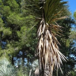 Yucca filifera
