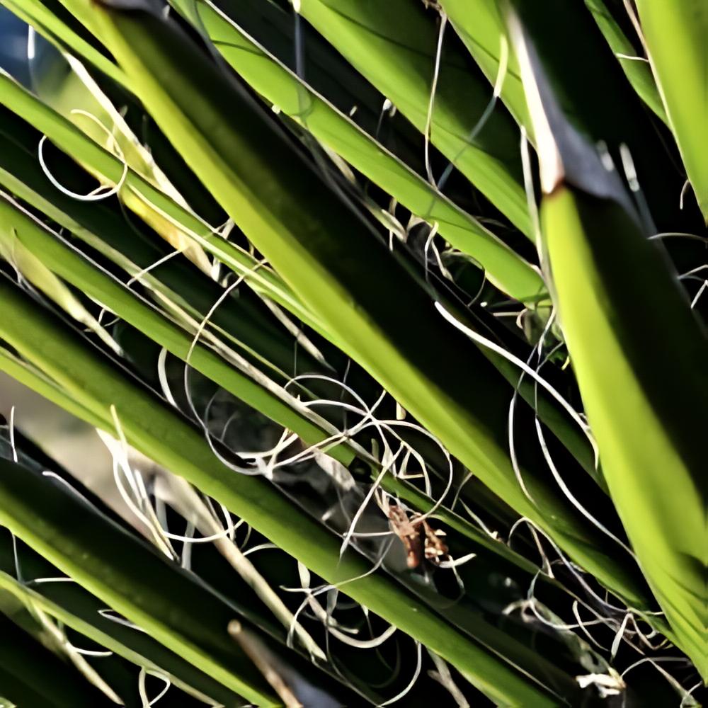 Yucca filifera - Palmier de Saint Pierre