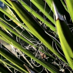 Yucca filifera - Palmier de Saint Pierre