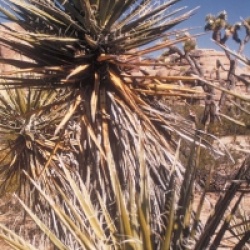 Yucca filifera