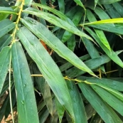 Pseudosasa japonica 'Tsutsumiana'