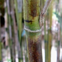 Pseudosasa japonica 'Tsutsumiana'
