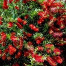 Callistemon laevis