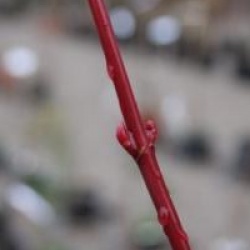 Acer davidii 'Georges Forrest'